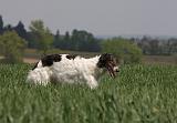 BARZOI 074